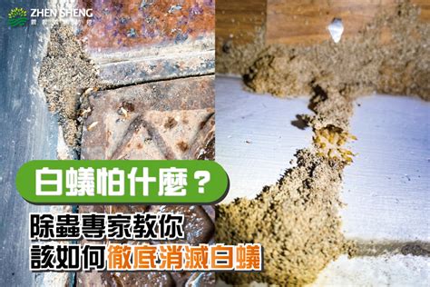 家裡有白蟻該如何處理|白蟻防治該怎麼實施？5個專家多年實作方法一定要學。